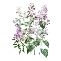 Clear Stickers Lilac 12pcs